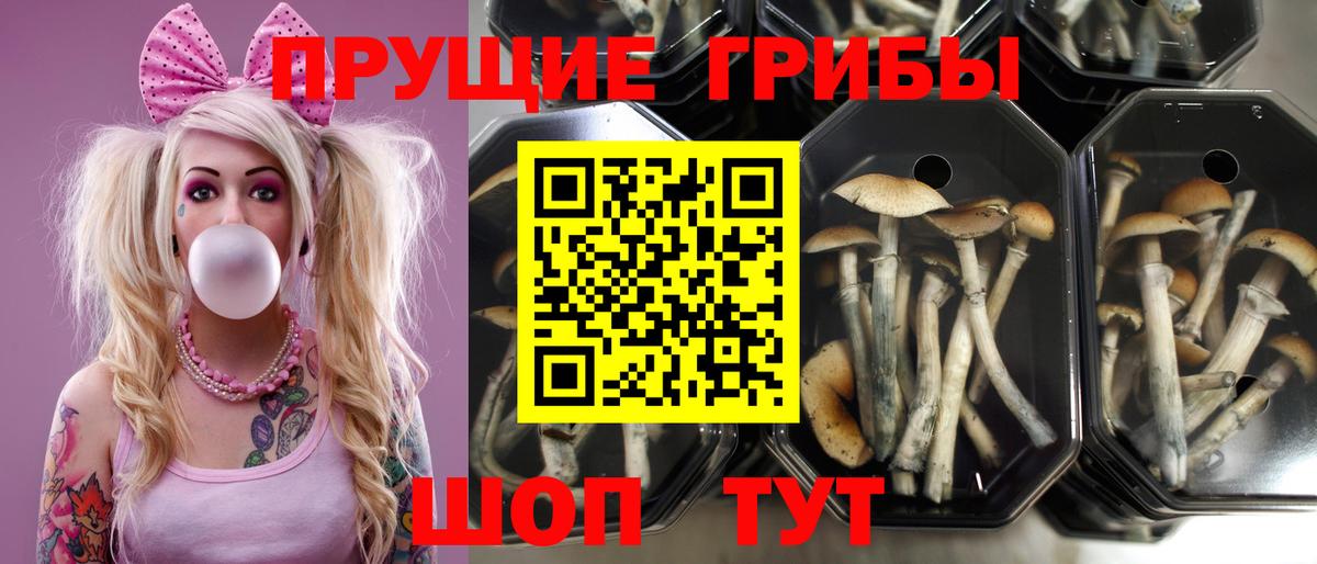 Галлюциногенные грибы Psilocybe Малоярославец